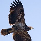 11SB6839 Immature Bald Eagle